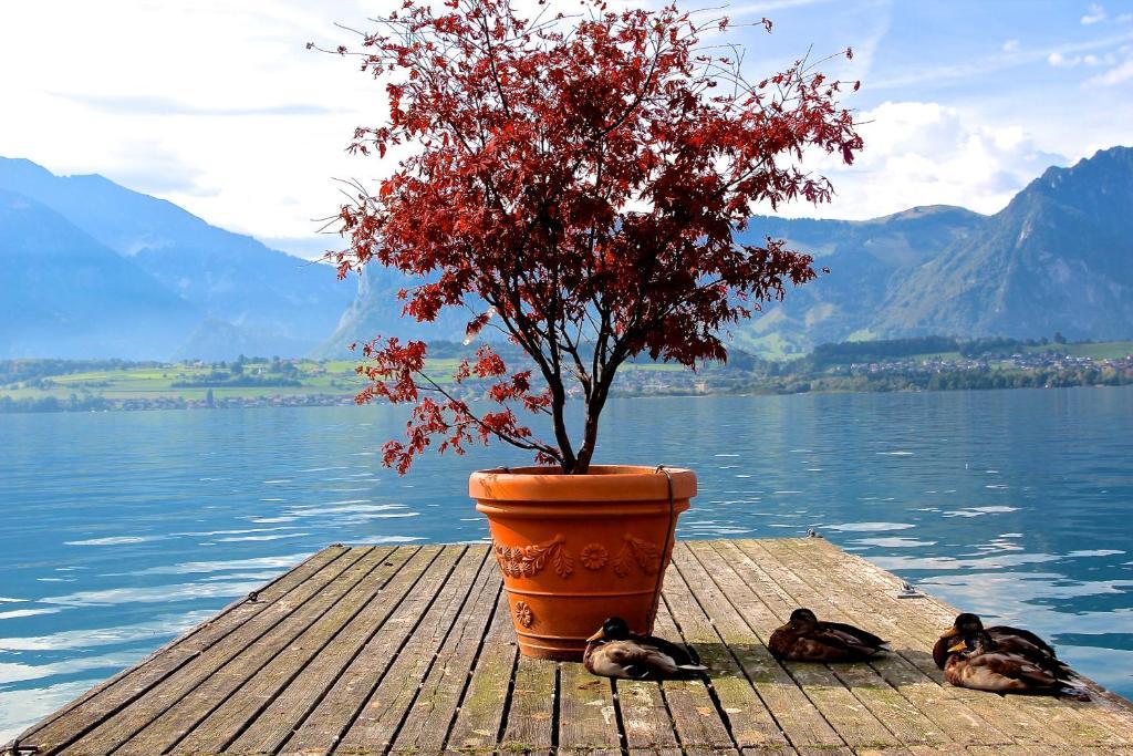 Restaurant Bellevue Au Thun